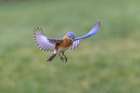 Eastern bluebird flying, Kentucky Art Print